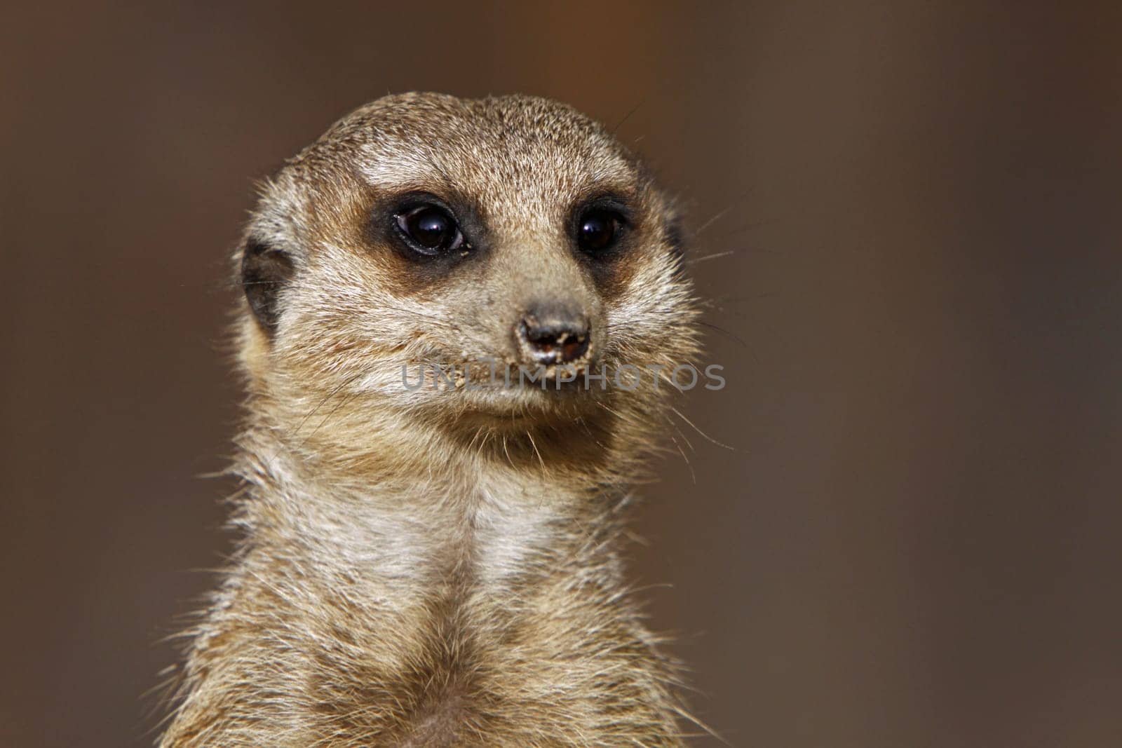 Meerkat