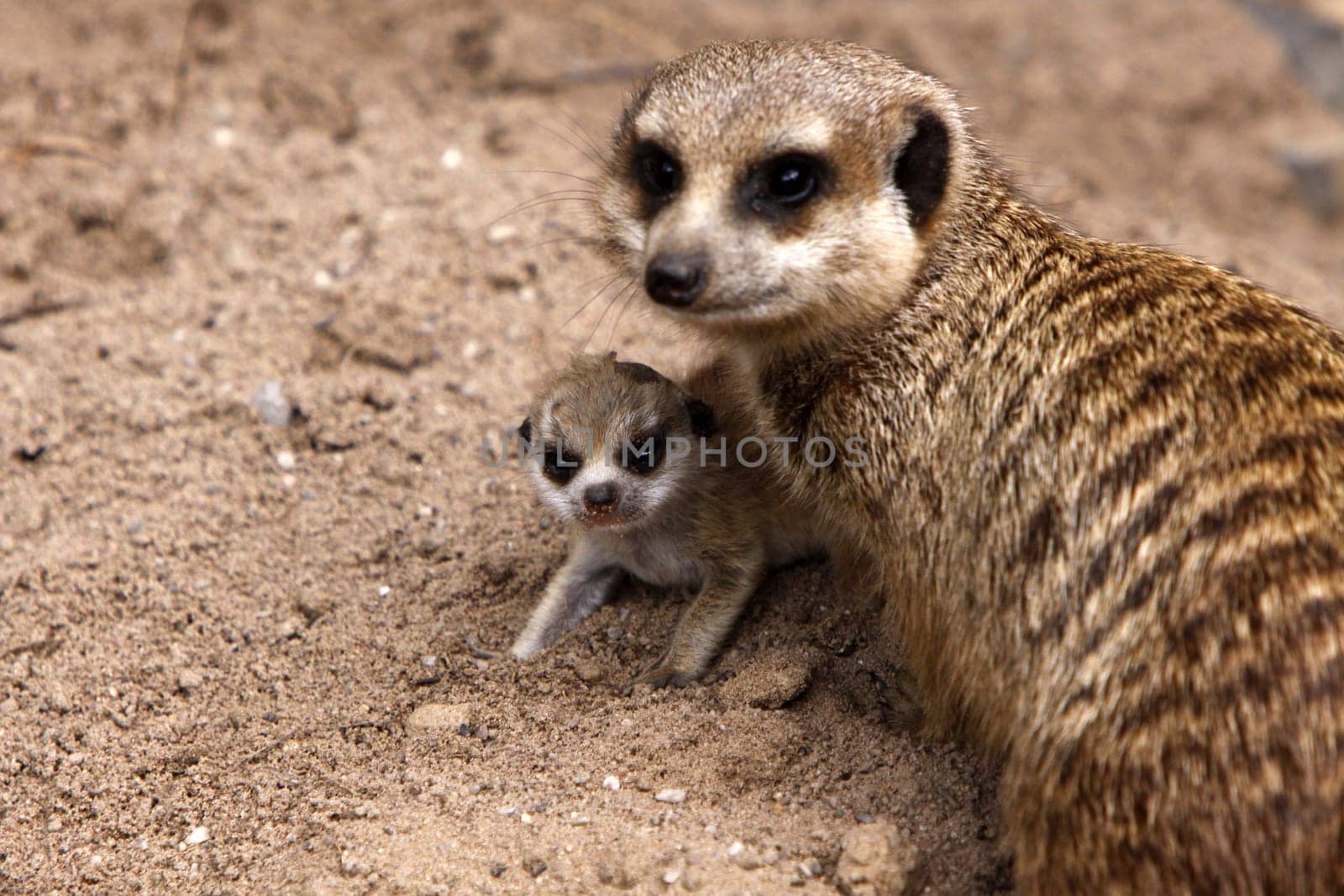 Meerkat with baby