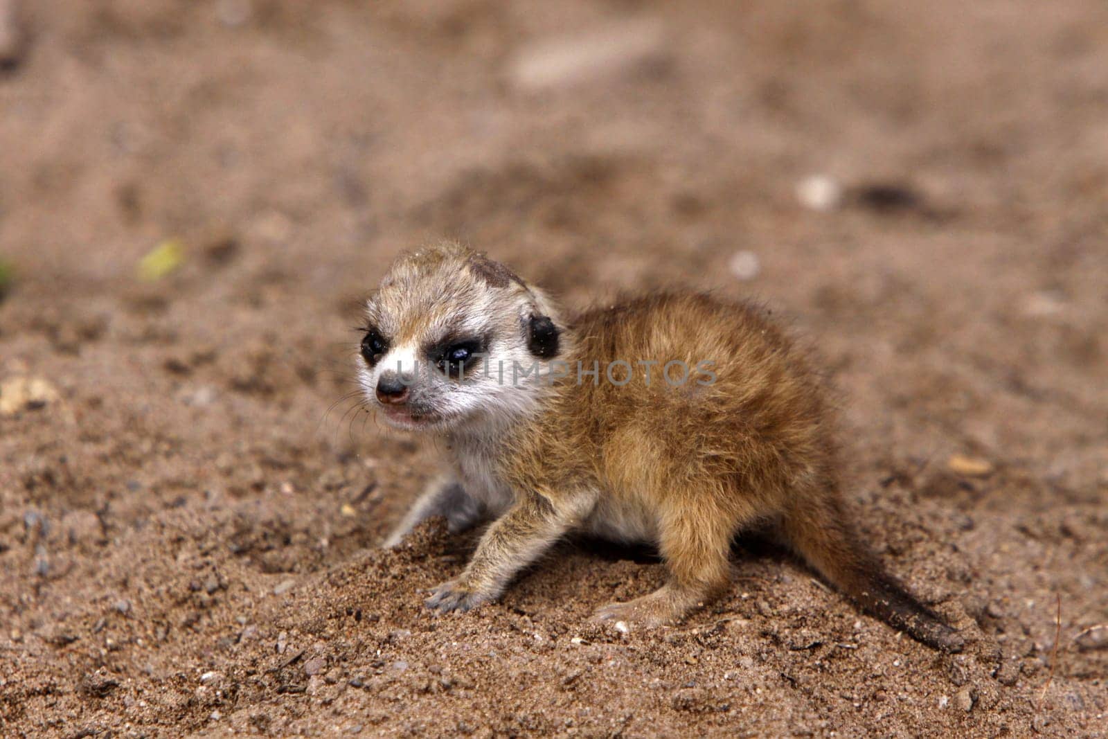 Baby meerkat