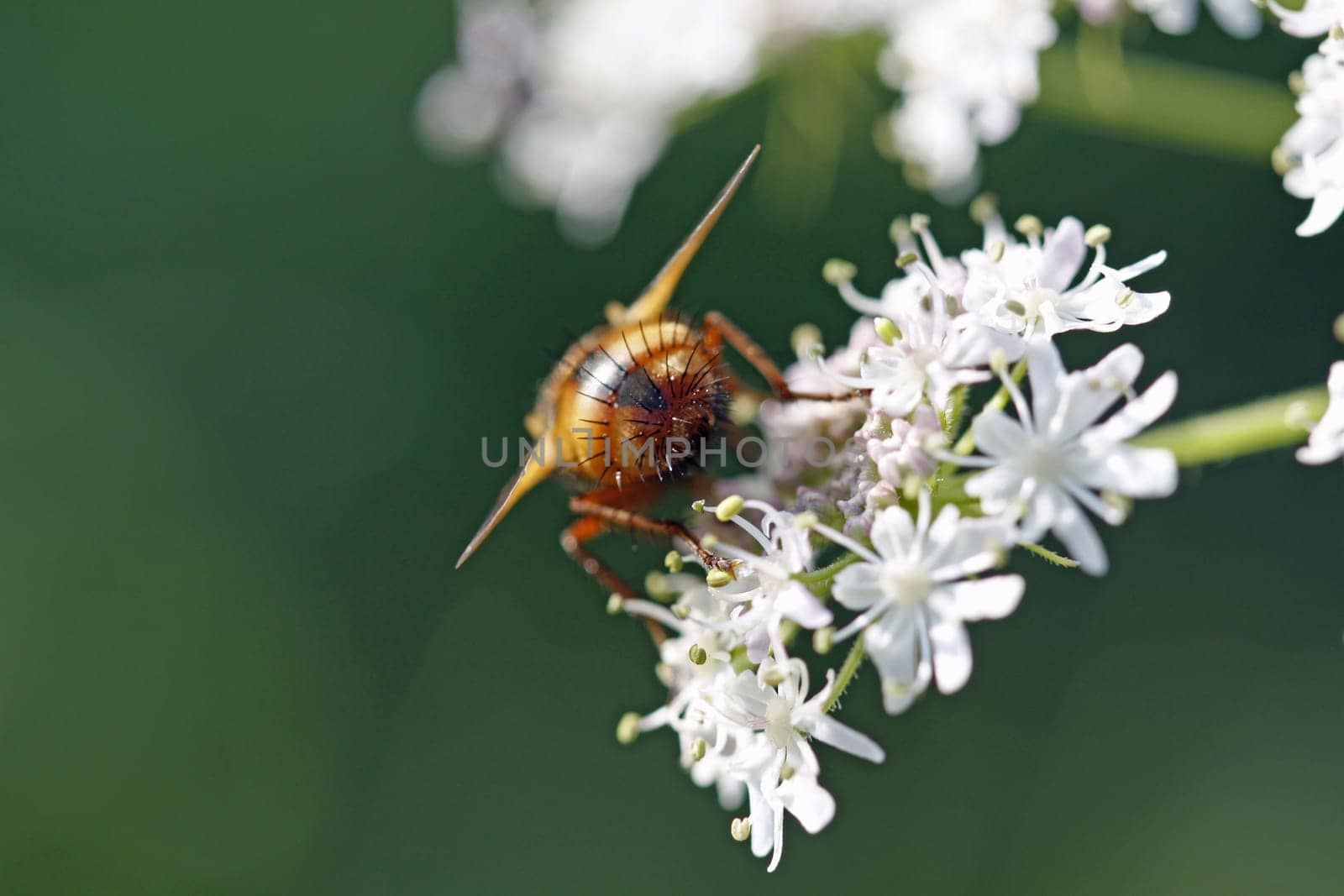 Fly on umbels