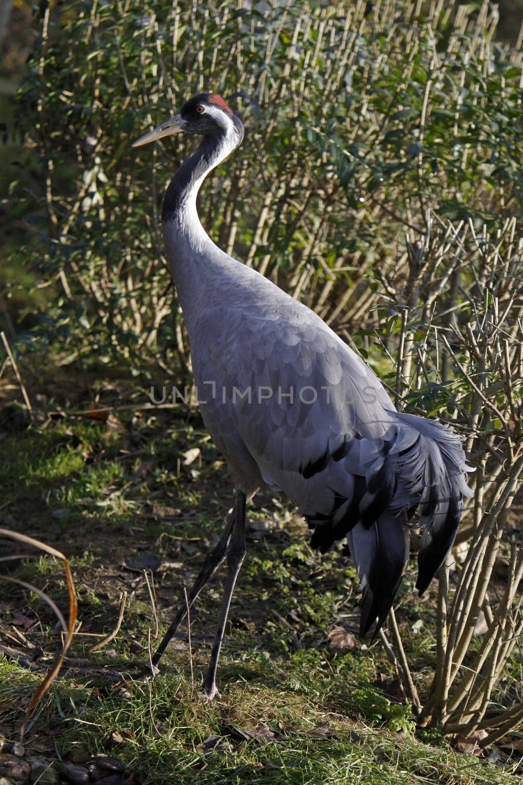 Common crane