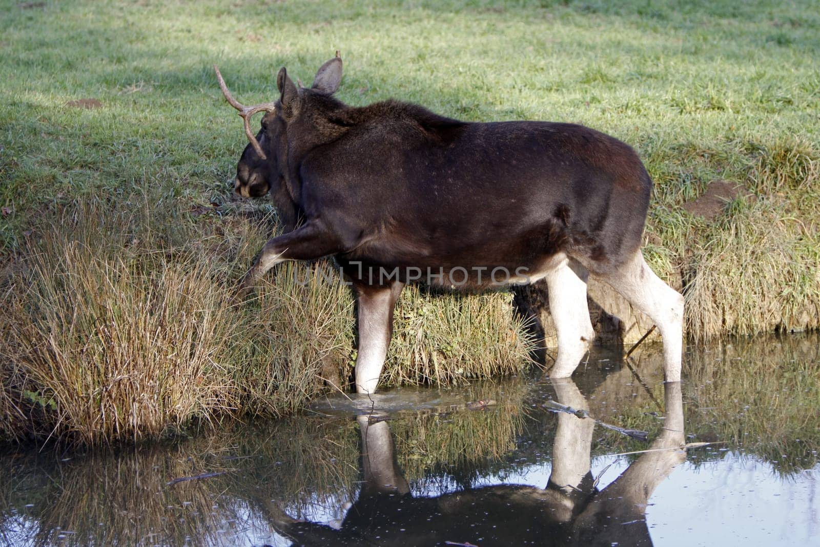 Bull moose in the water