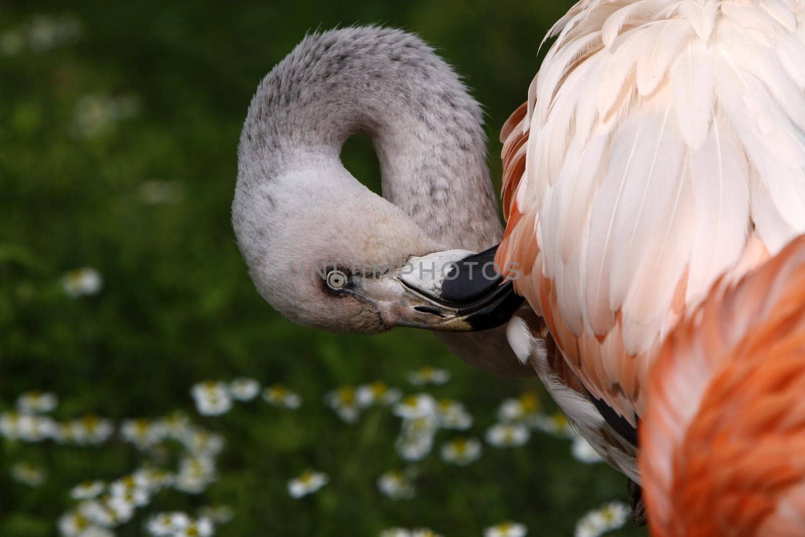 Pink Flamingo