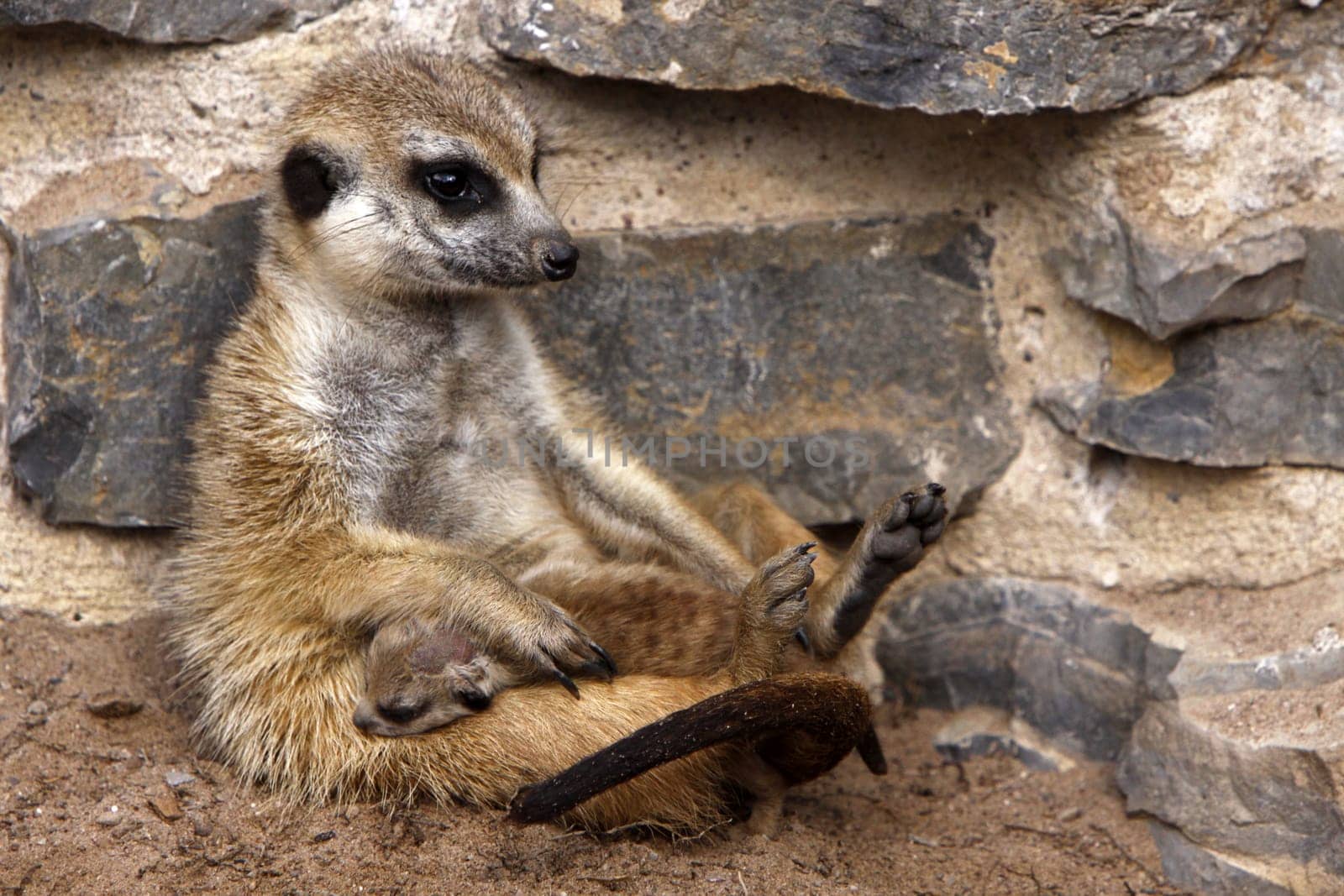 Meerkat with baby