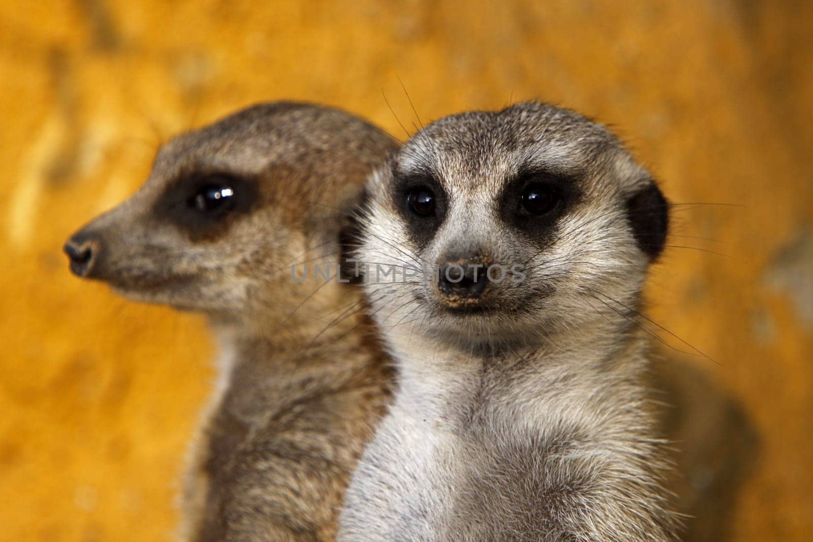 Two meerkats