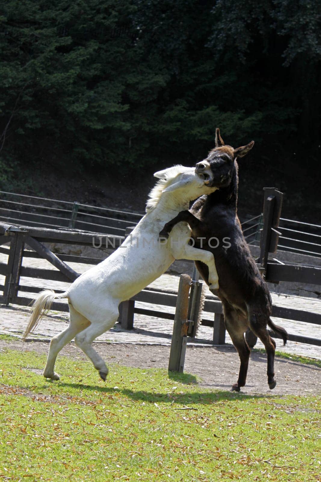 Fighting donkeys
