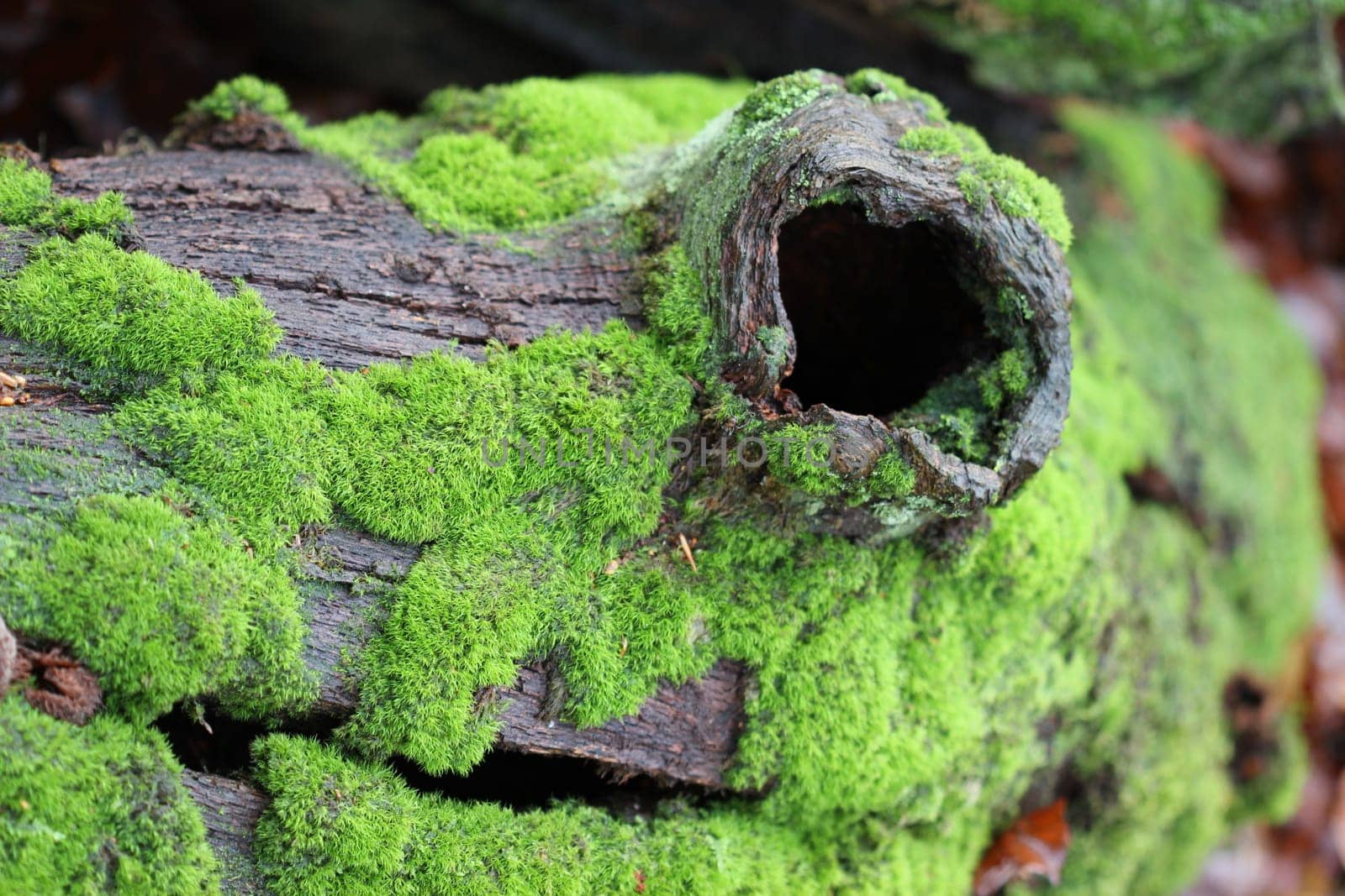 Hollow oak branch with moss