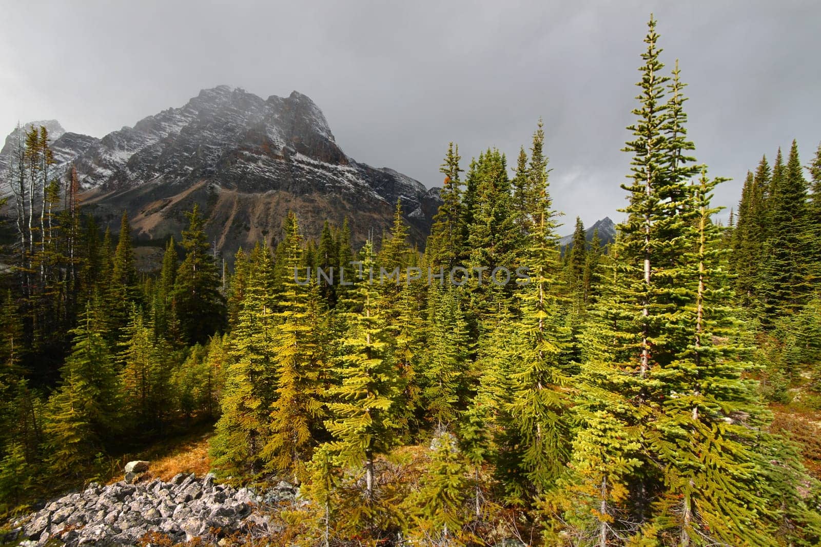Dark storm clouds approach as the last rays of sunlight shine on the forests of Jasper National Park.