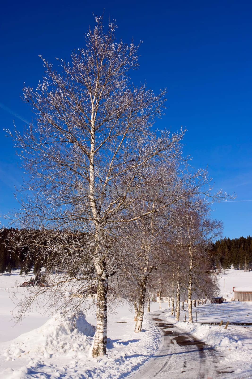 Birch Alley in snowy La Brévine