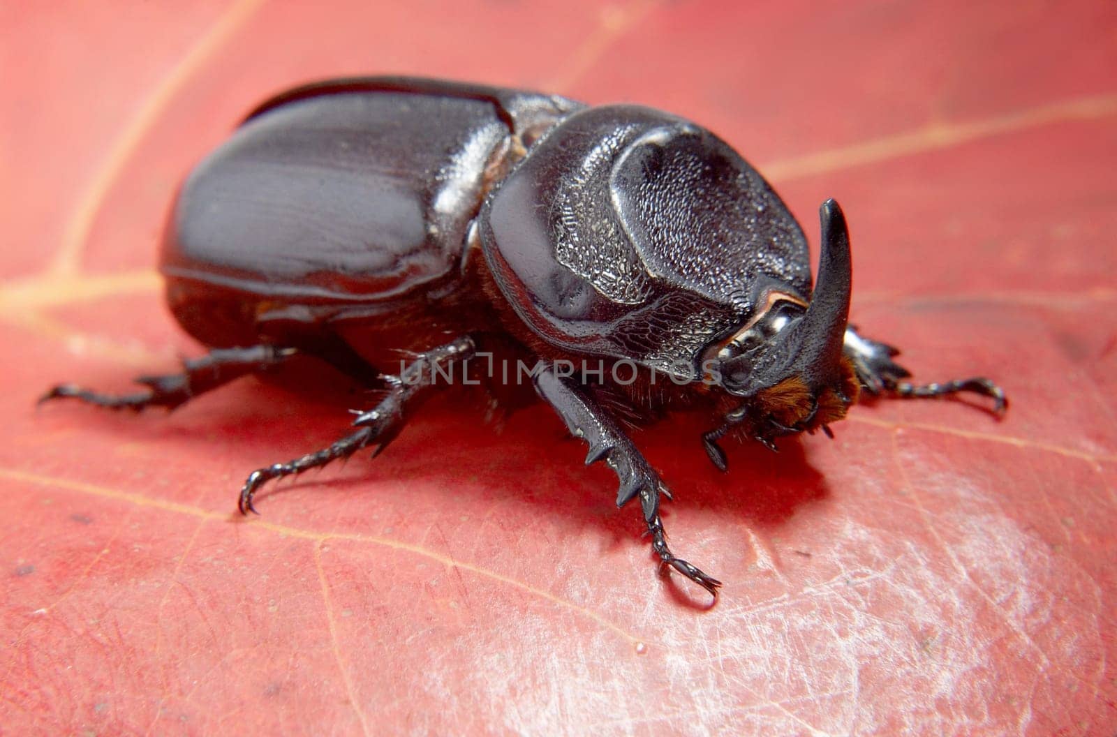 Close-up picture of  big insect - Beetle rhinoceros.