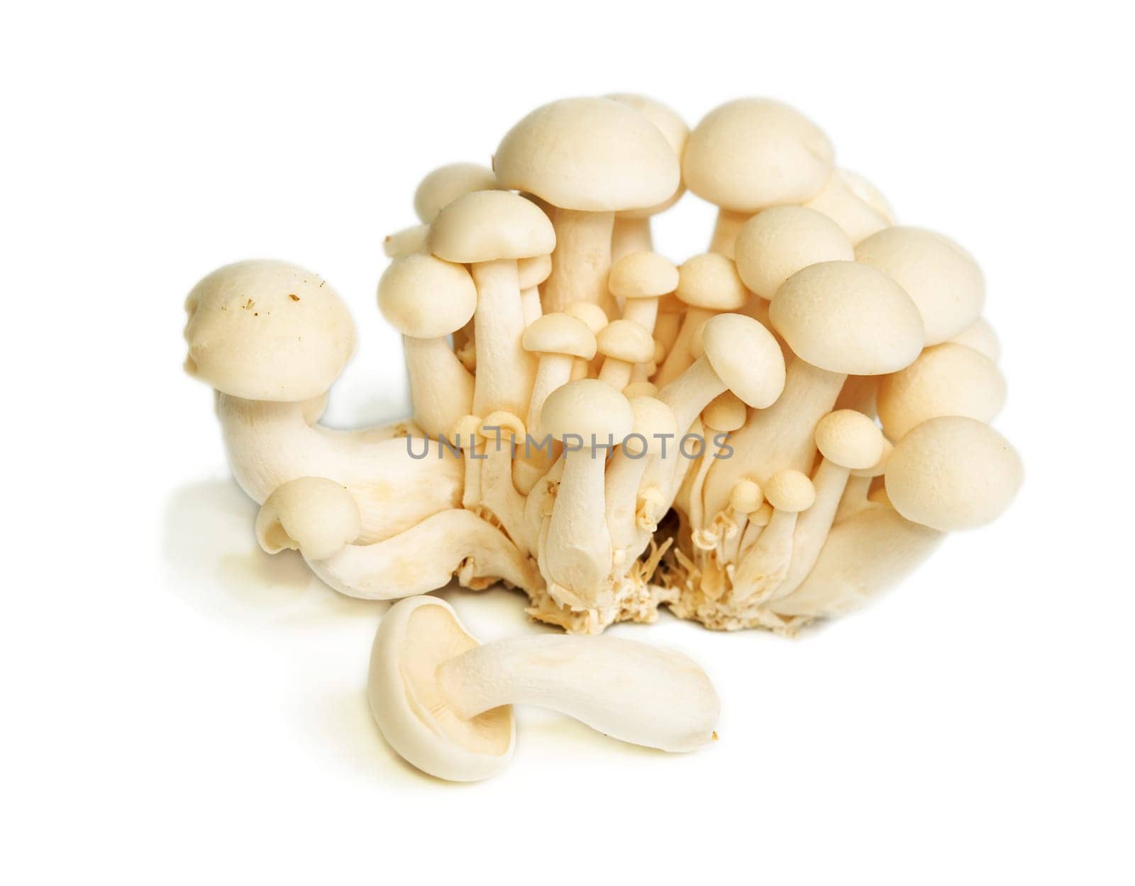 Heap of raw White Crab Mushrooms isolated on white