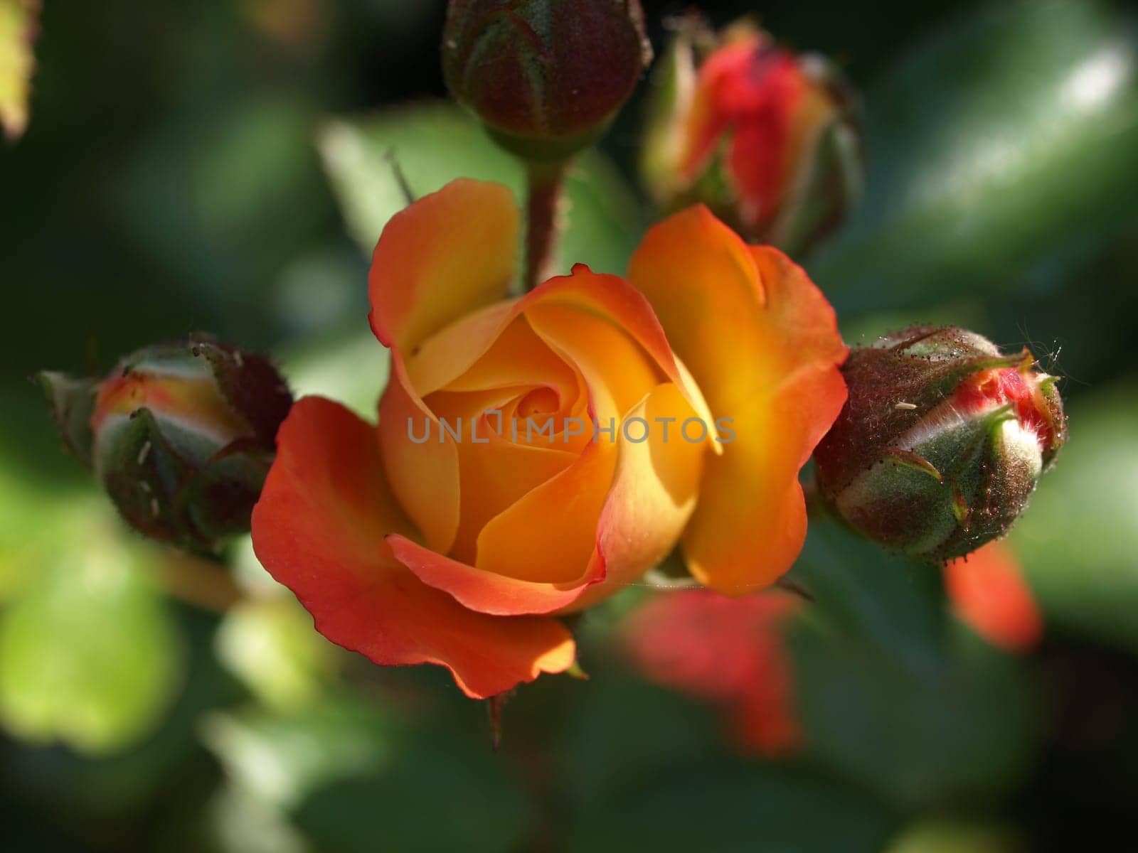 rose without hip without rosehip