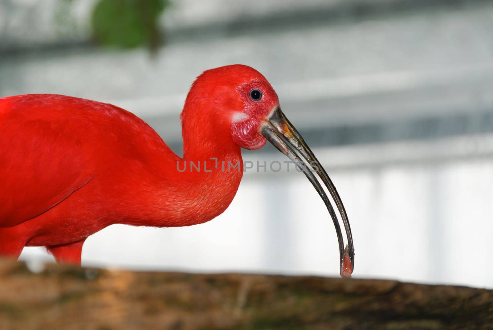 first floor of a scarlet ibis with food in beak
