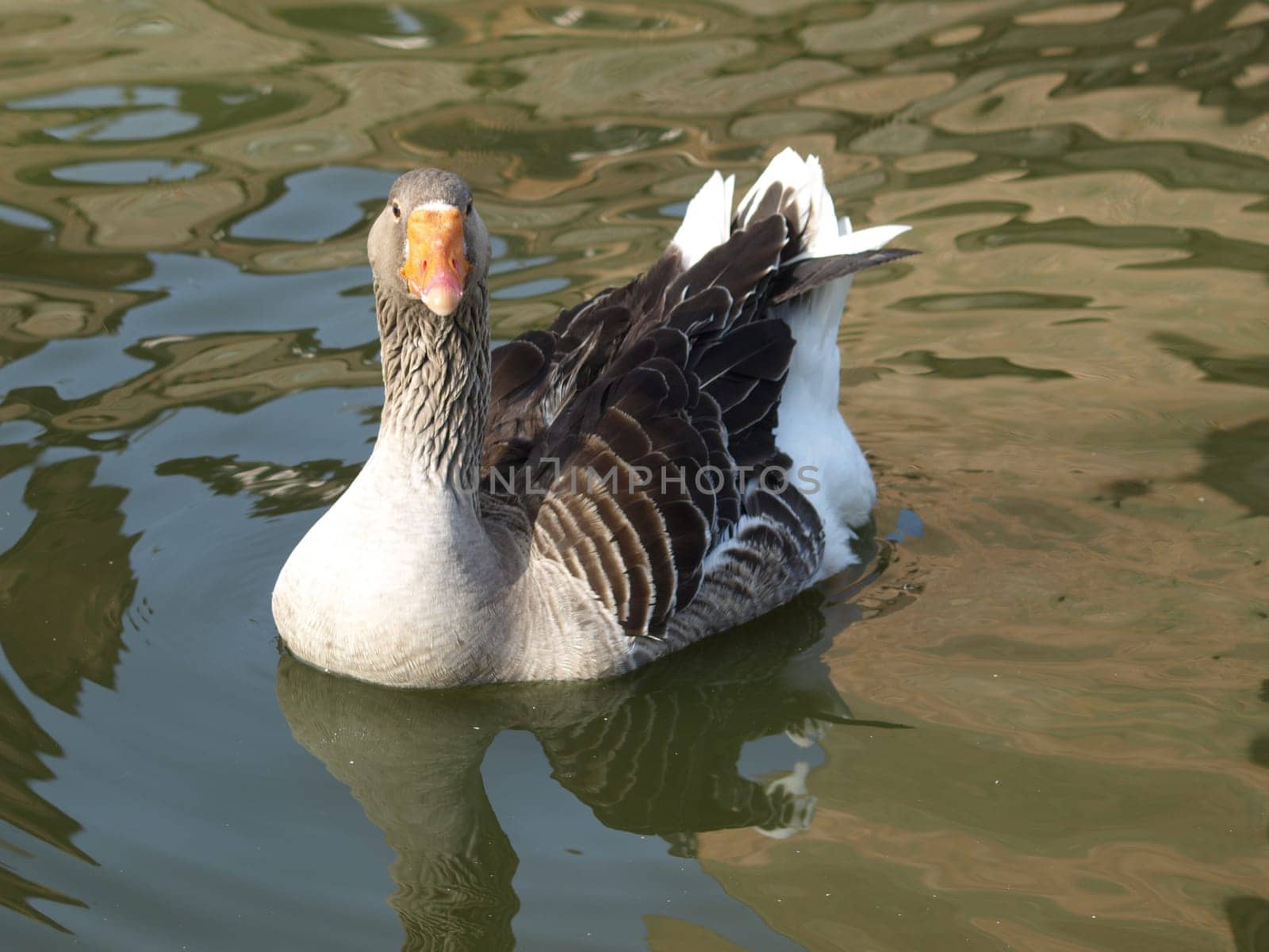 Greylag goose