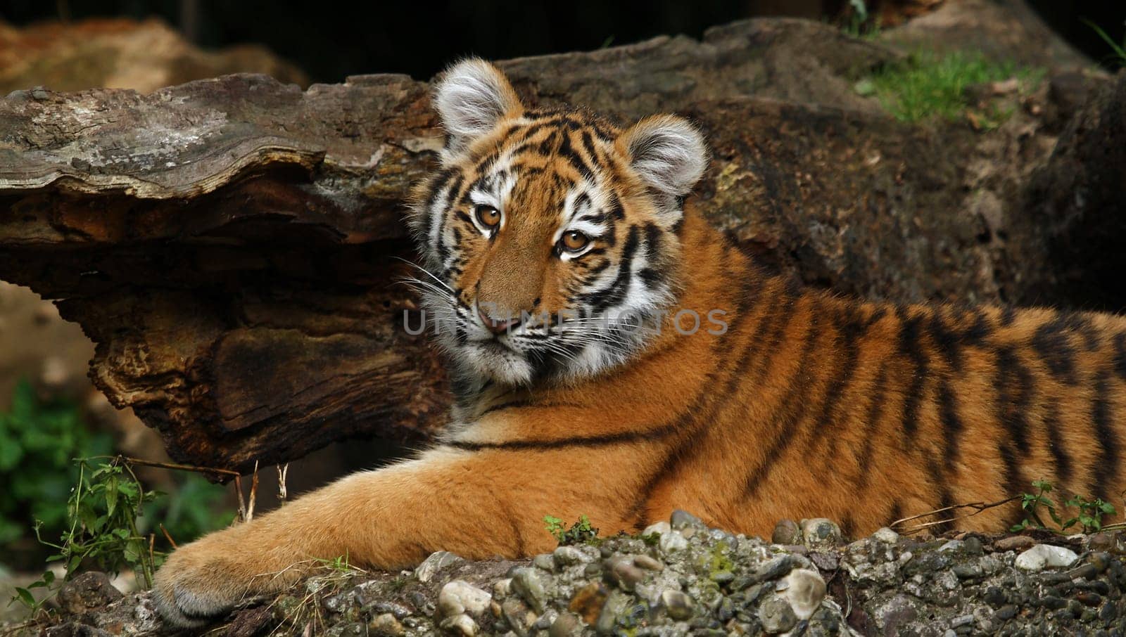 Siberian tiger