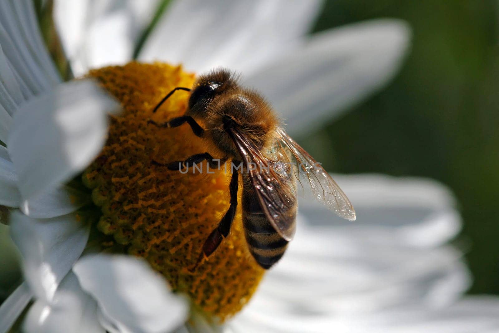 Collecting for the honey