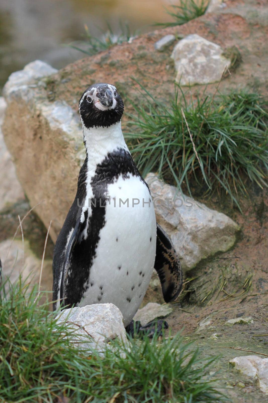 Humboldt penguin at Sababurg Zoo