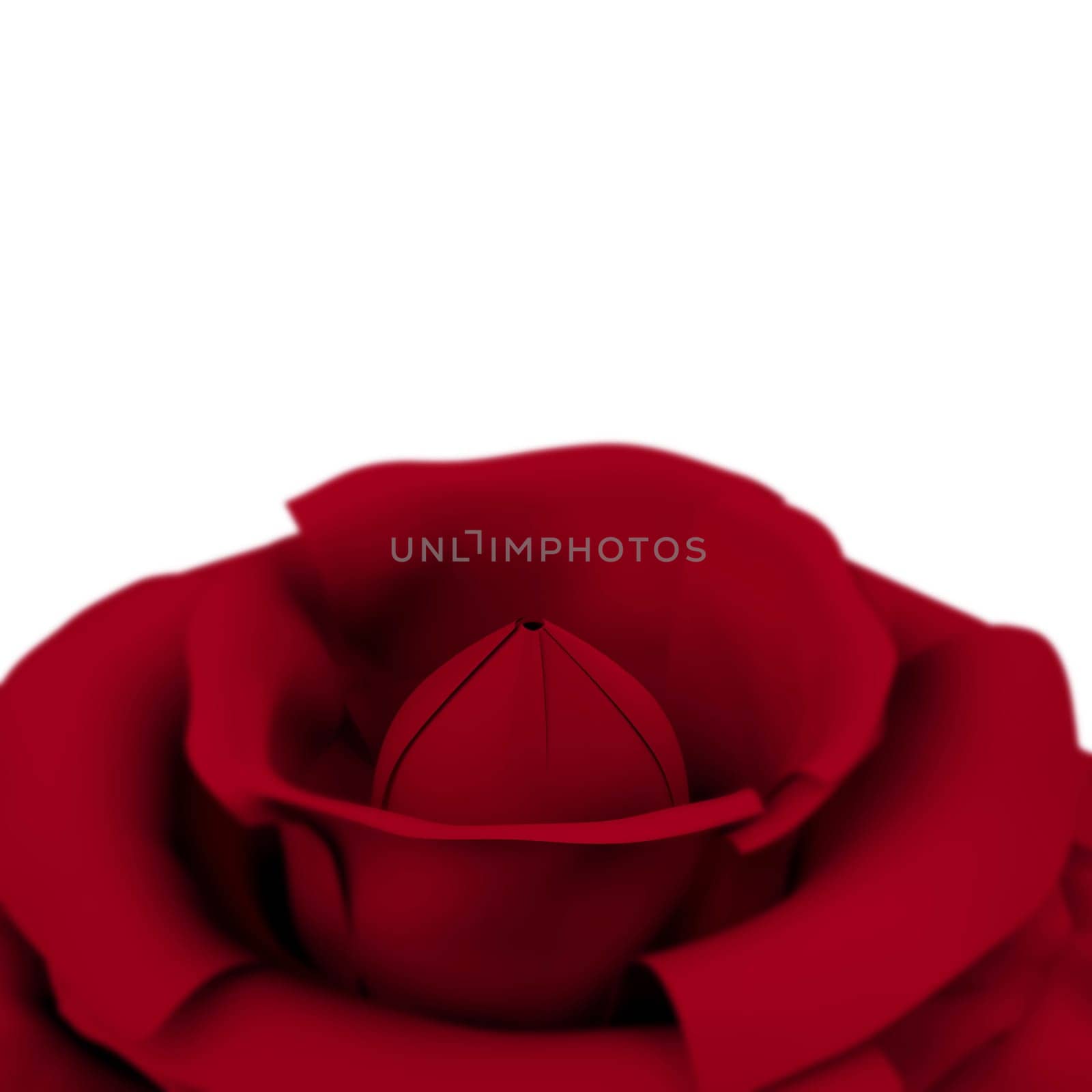 Rose With White Copyspace Background Showing Love Valentines And Romances