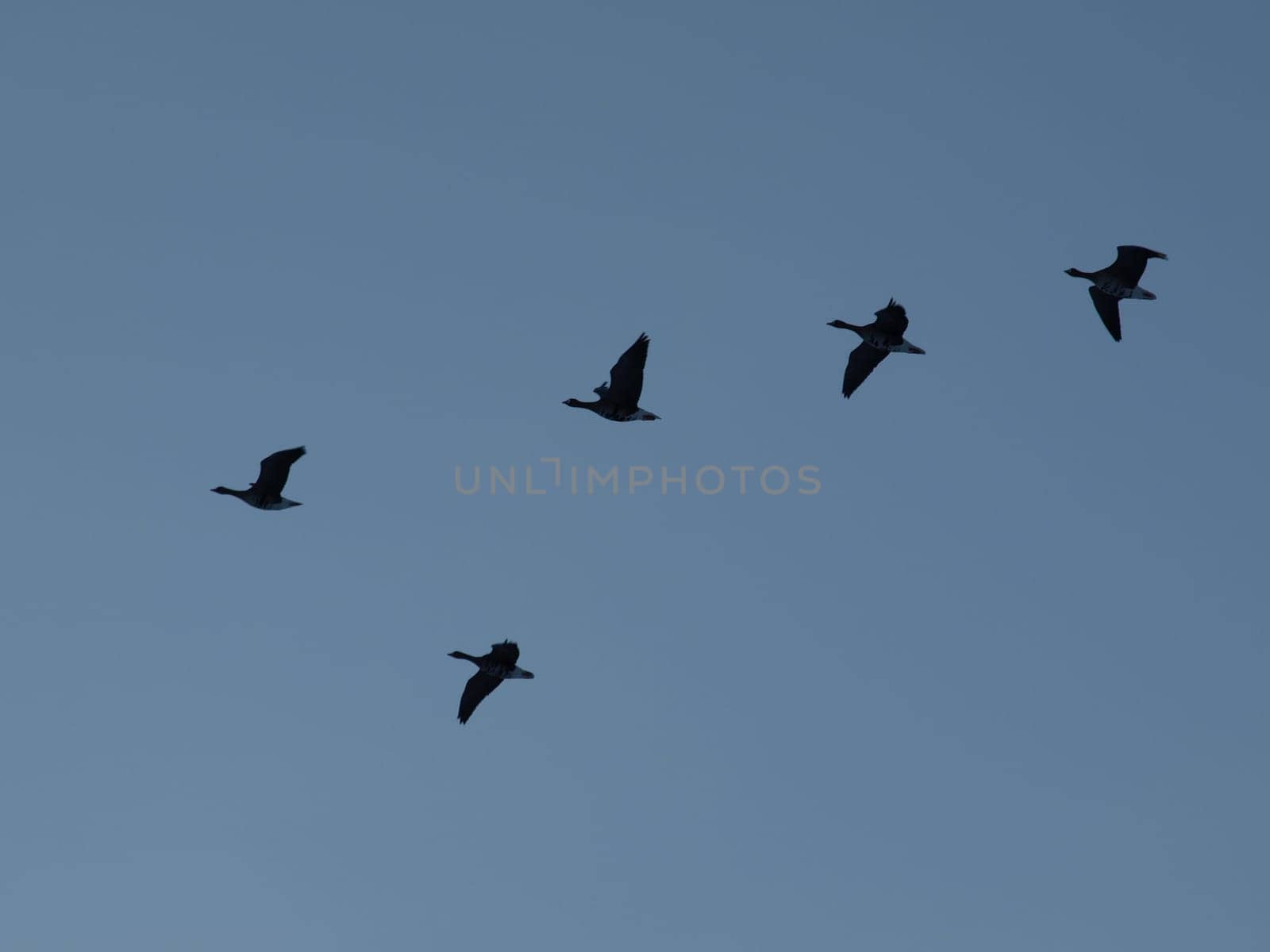 White-fronted Geese