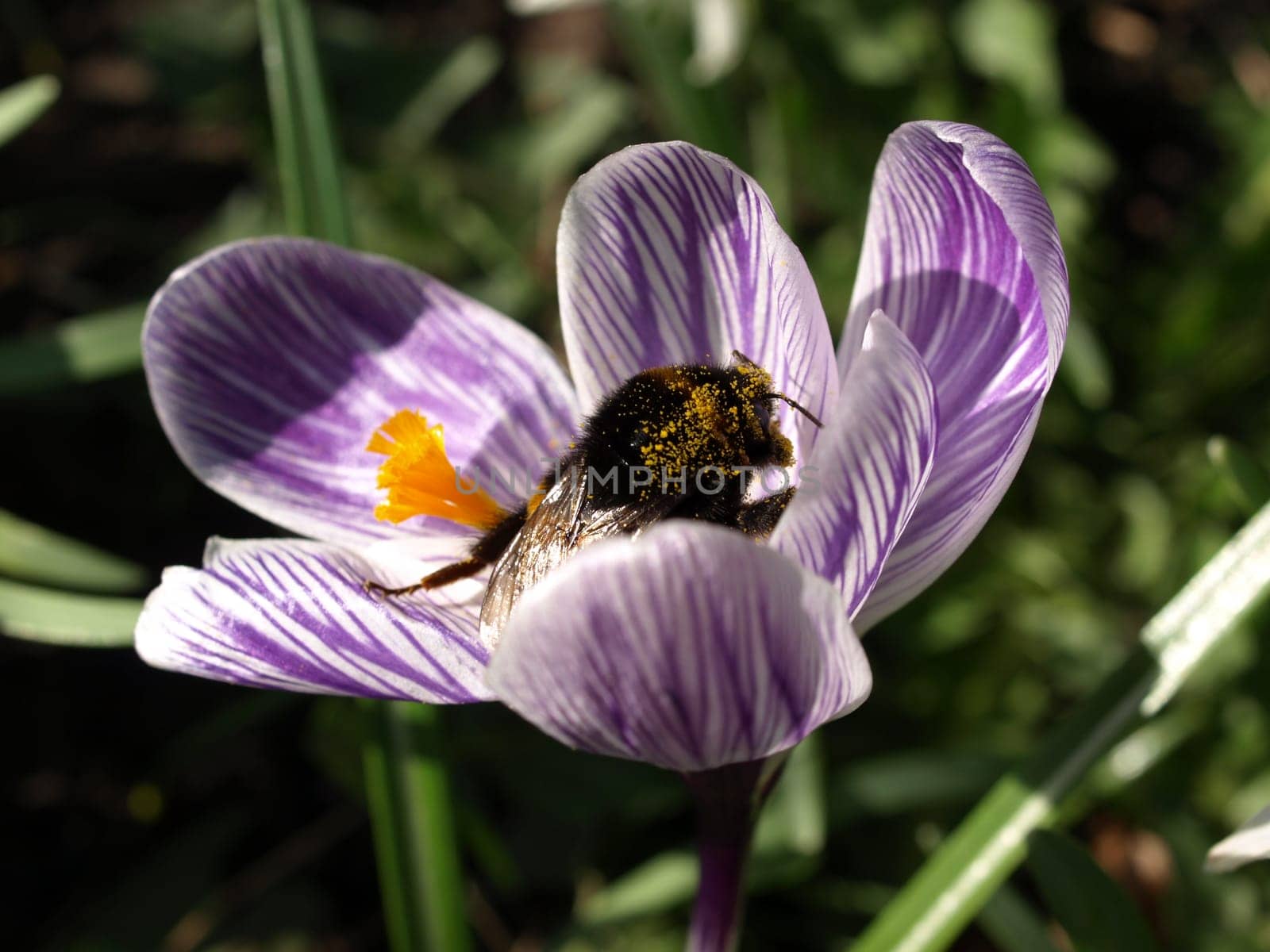 Crocus