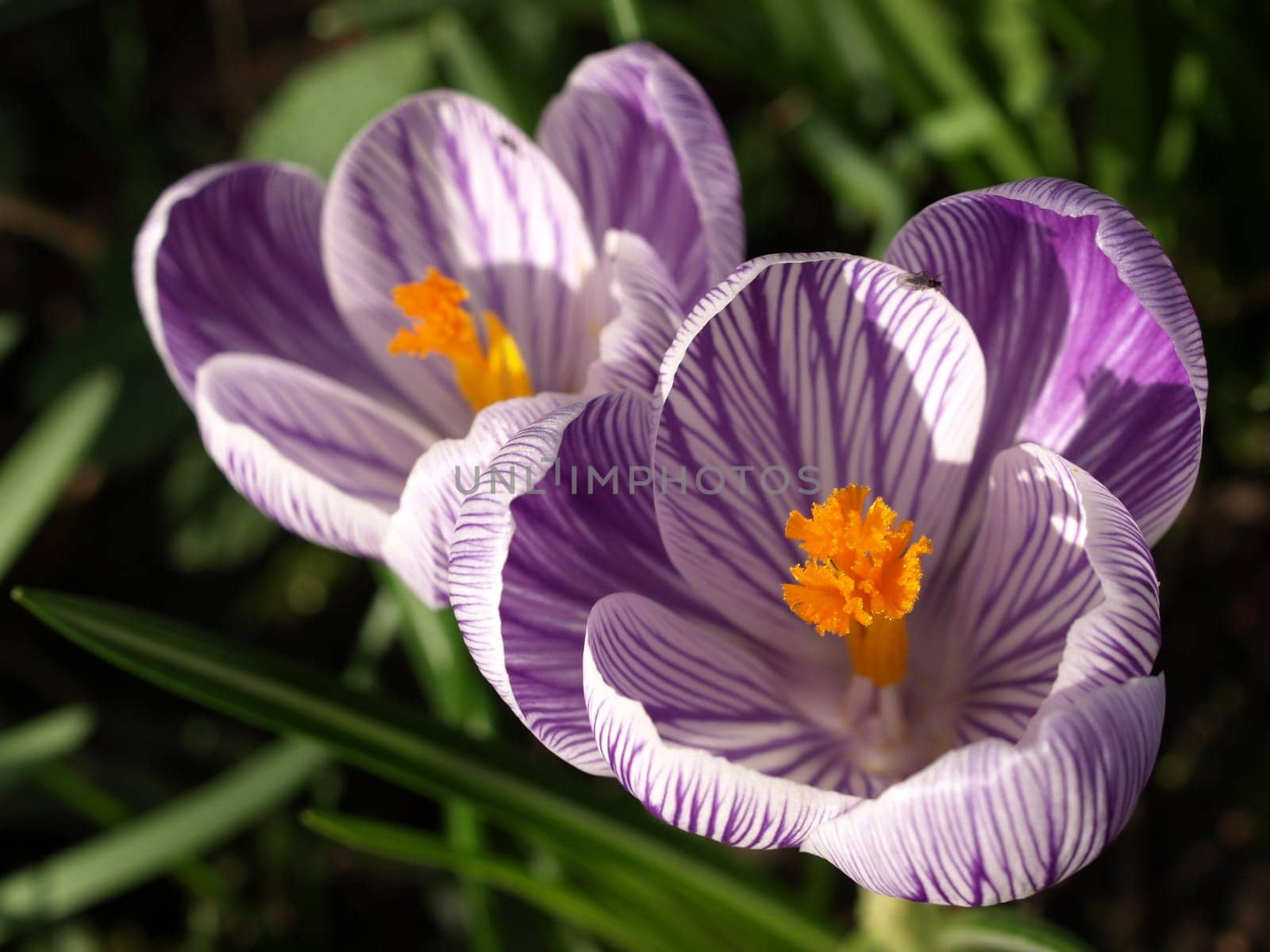 Crocuses
