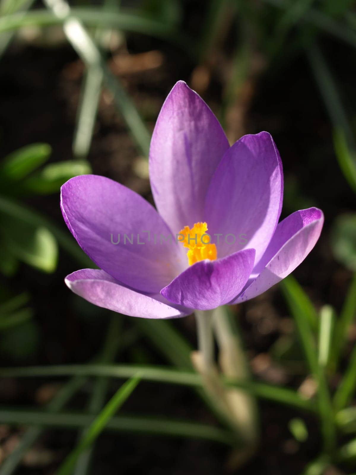 Crocus
