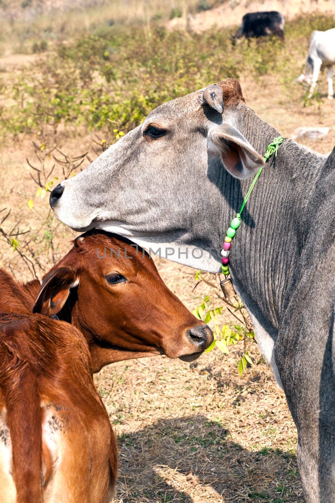 mother cow with young calf resting in a field