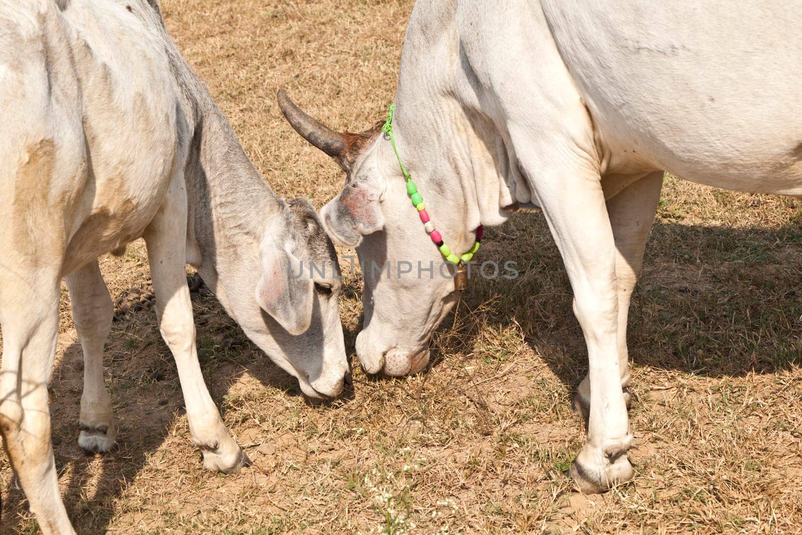 mother cow with young calf resting in a field