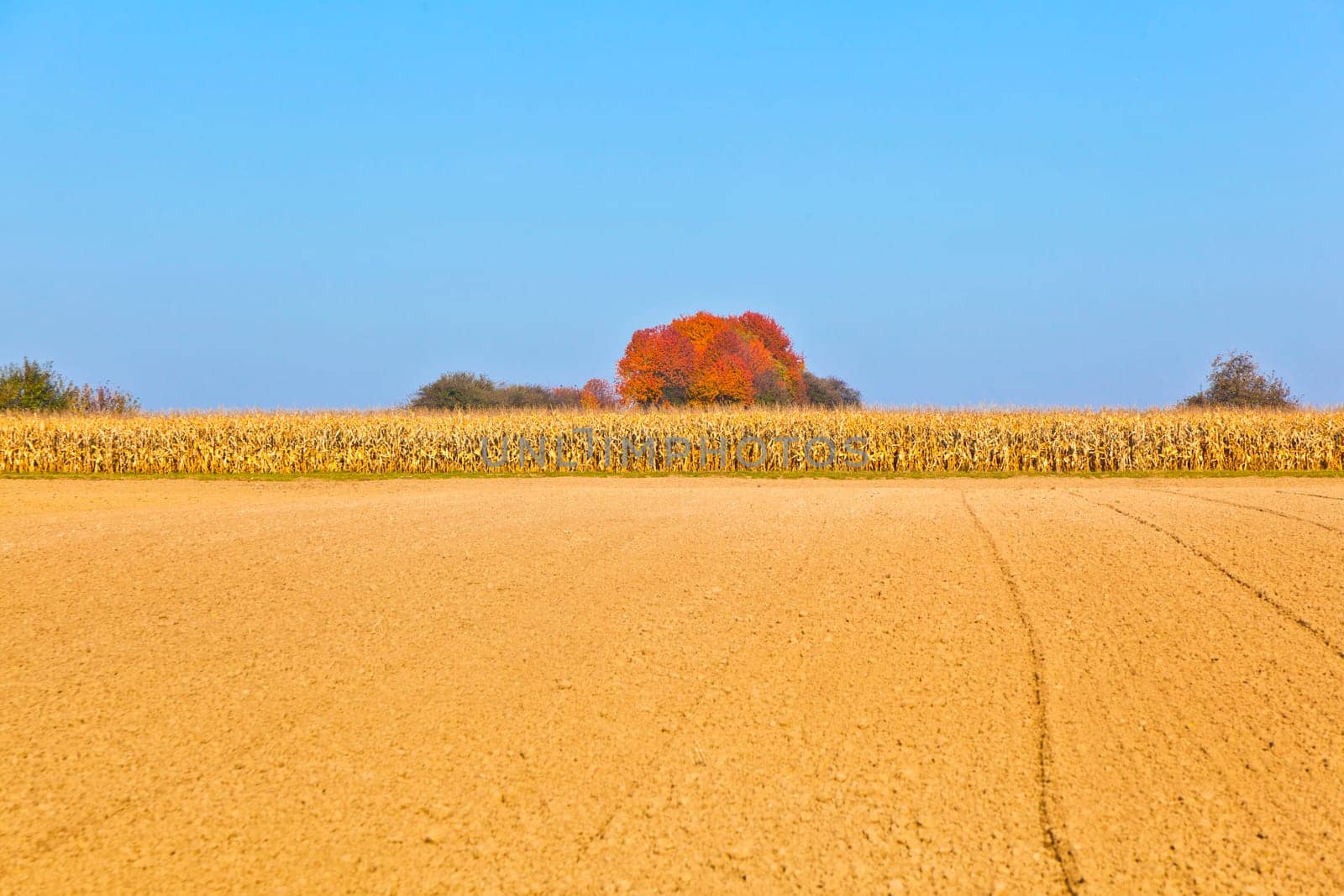 natural full frame background with withered corn plants