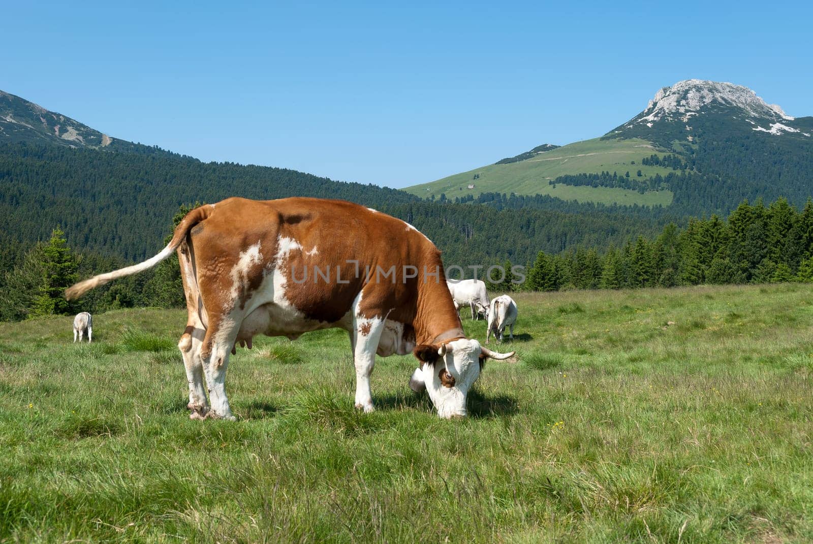 while cows graze on the pastures of Trentino Alto Adige