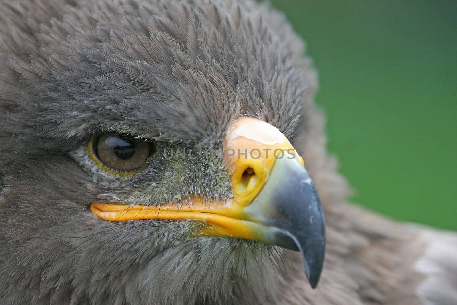 Steppe eagle