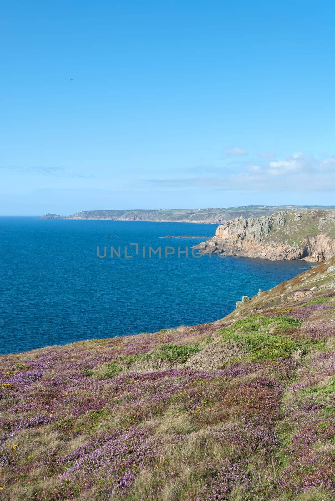 andscape with flowers on the sea at Lands End in Cornwall