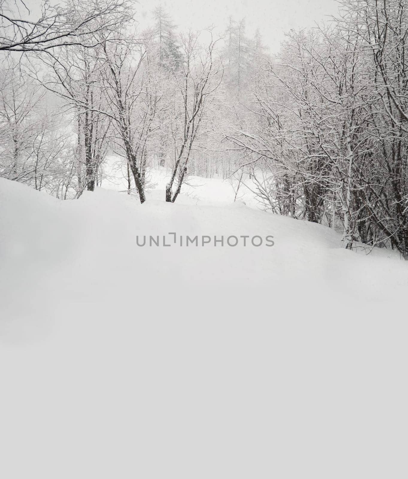 Trees covered with snow in daylight - wide space for text or copy