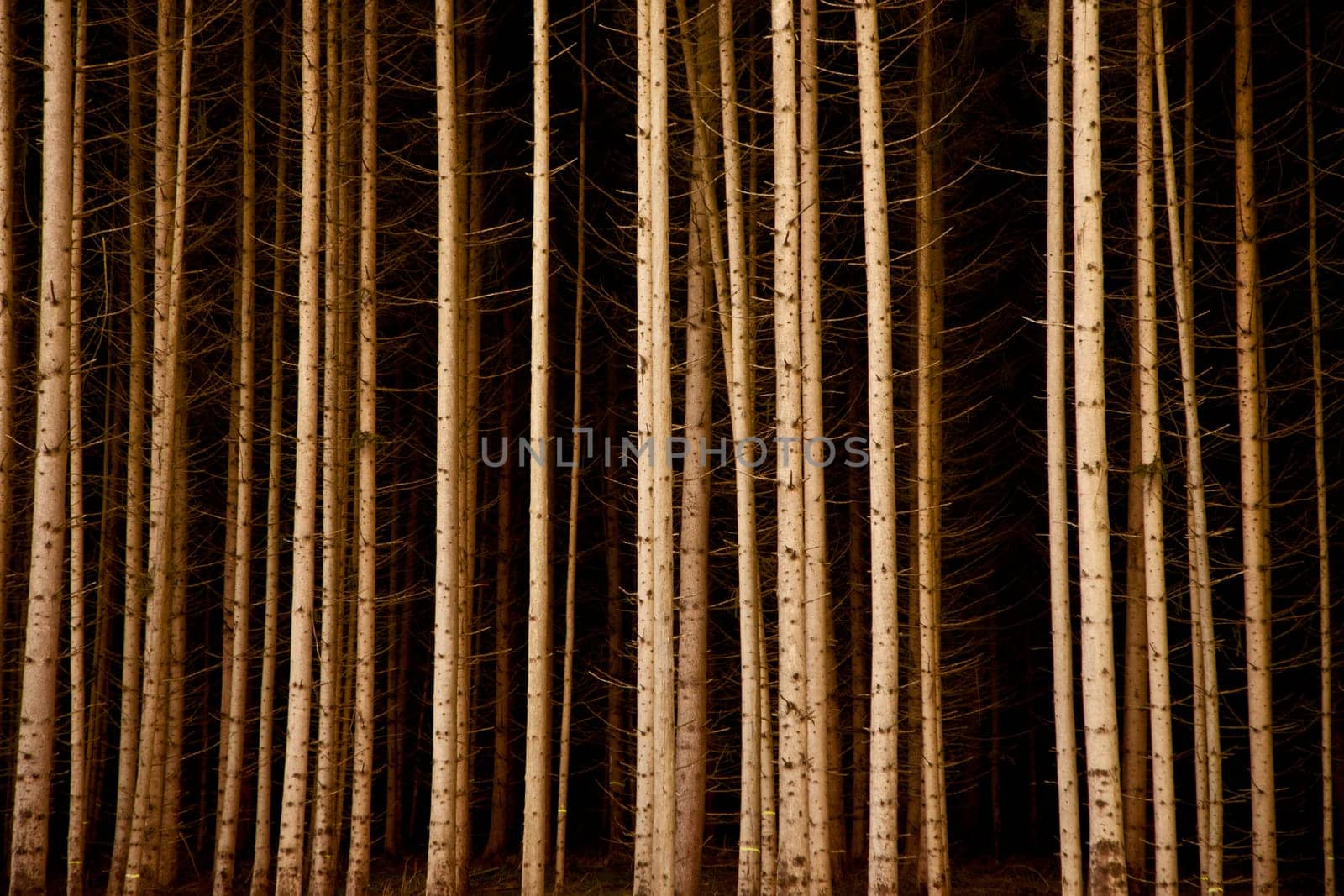 Logs