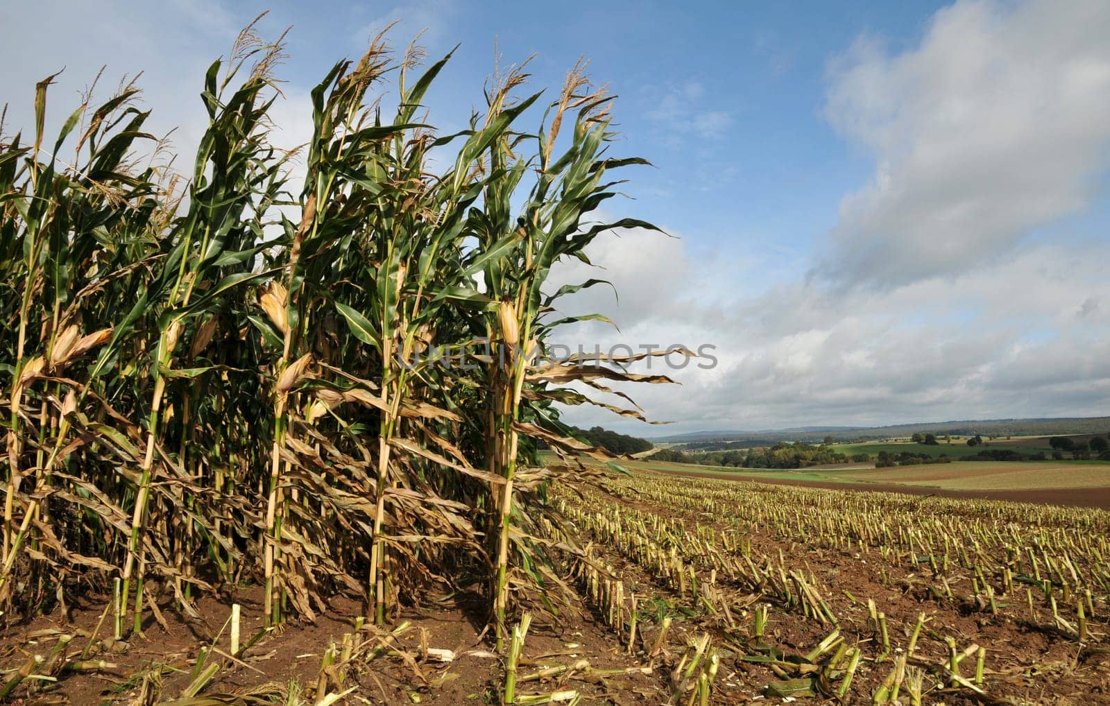 Corn harvest