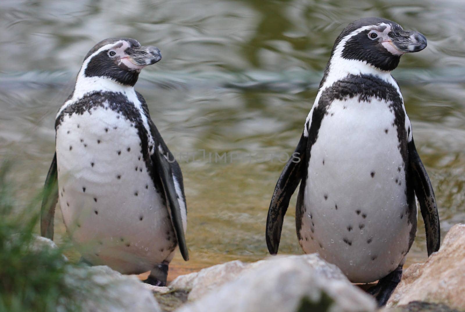 Two Humboldt penguins at Sababurg Zoo