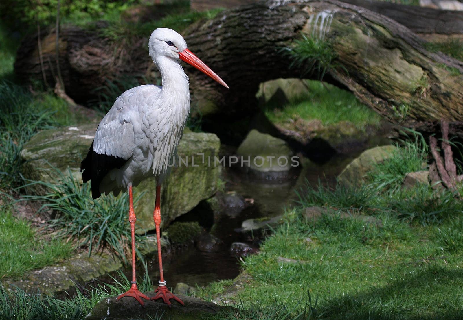 Stork
