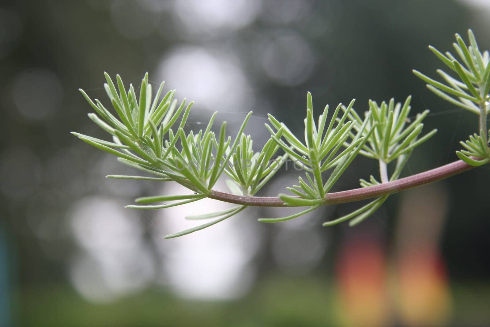 single branch of a fir tree