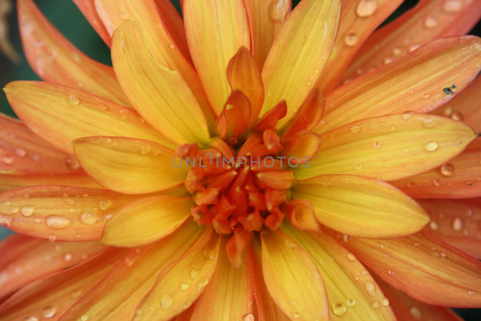 beautiful yellow-orange blossom