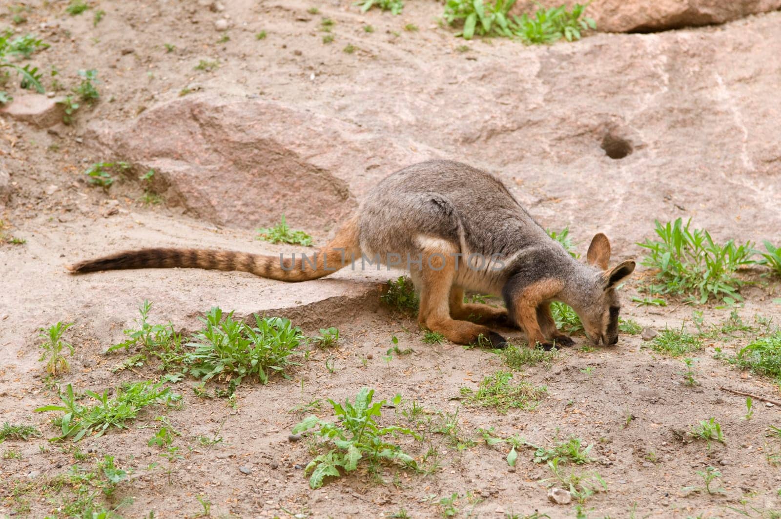 red rock kangaroo feeding between rocks and individual green plants