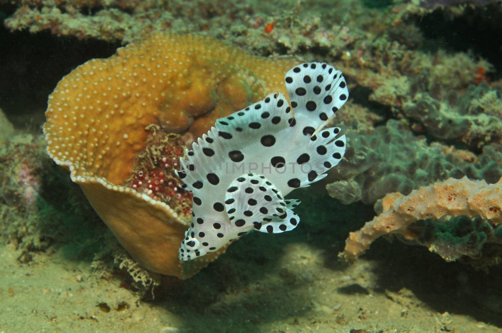 Paddle bass or panther fish in a wreck near Sulawesi