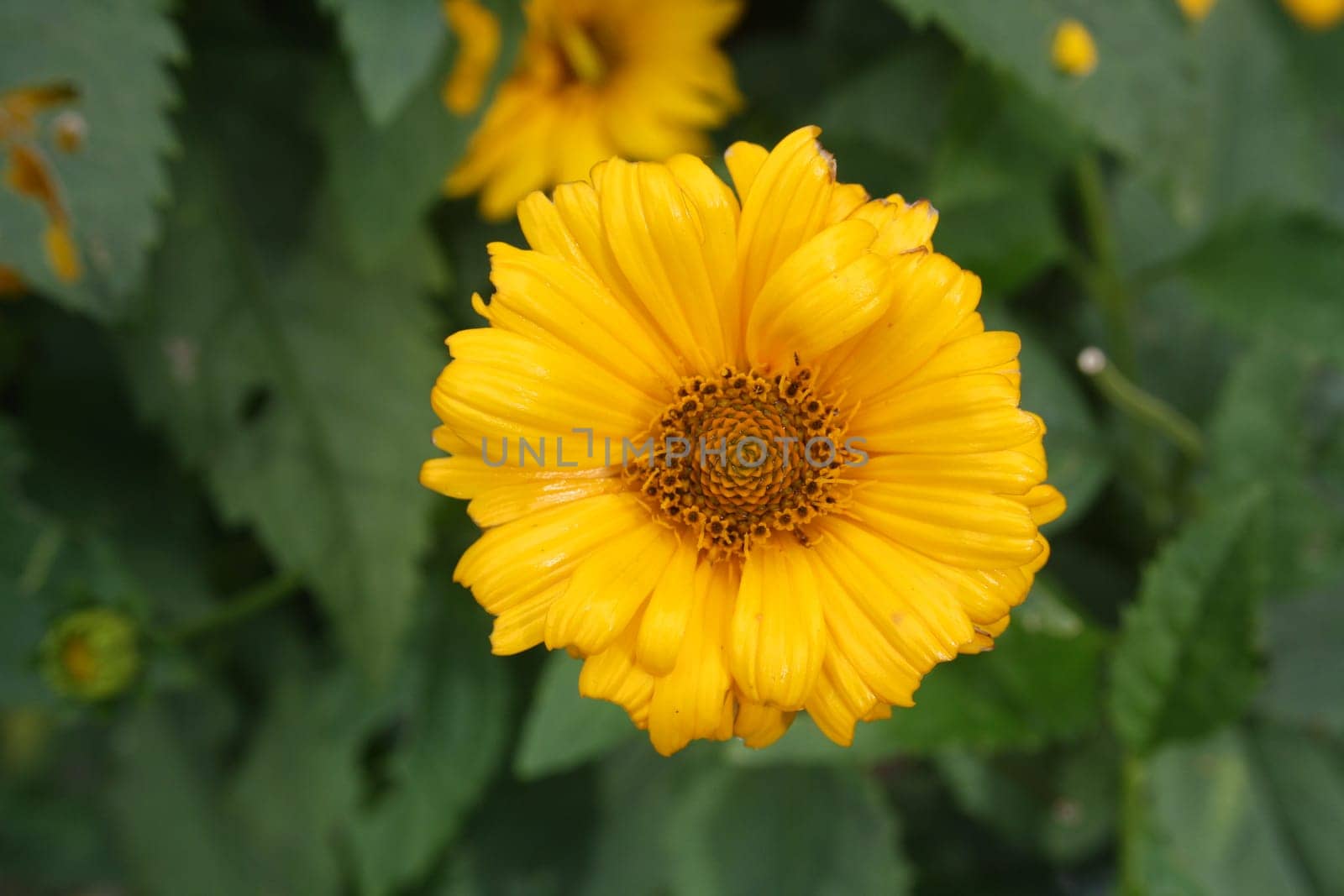 yellow flower in detail