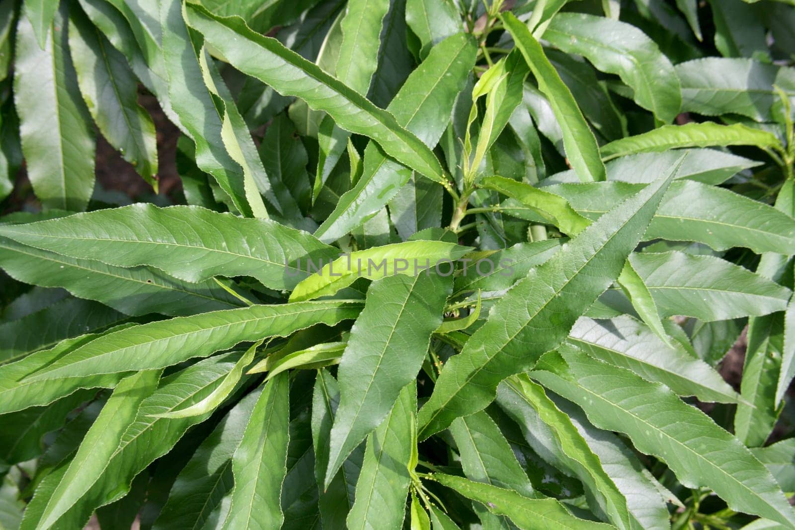 green narrow leaves in detail