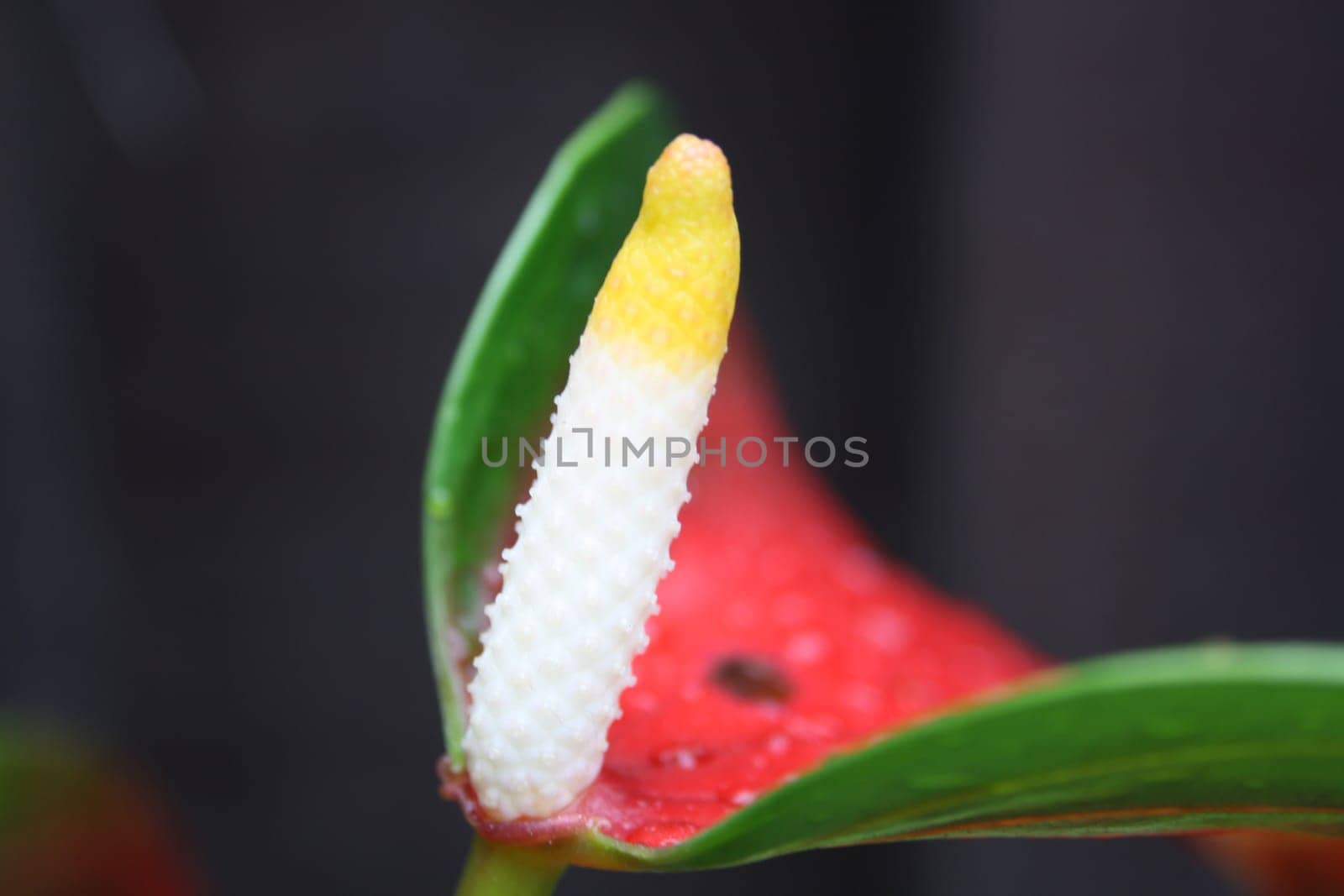 Flamingo flower in detail