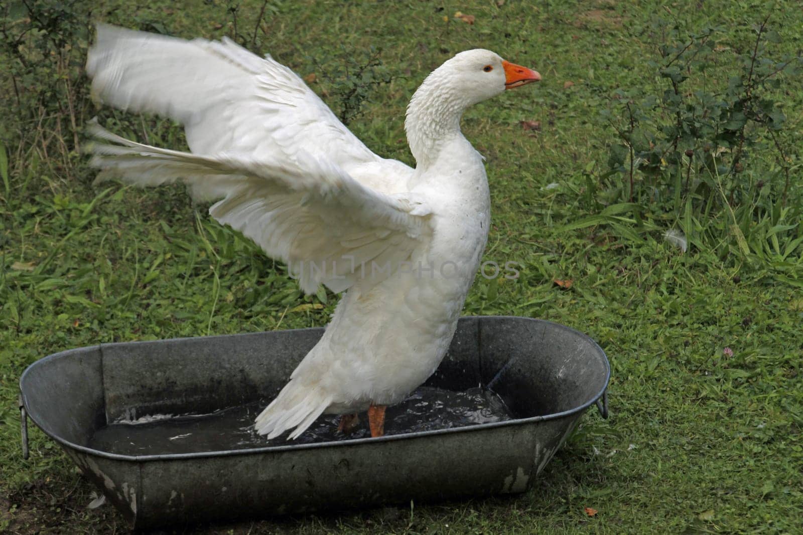 Lippe goose bathing in a tub