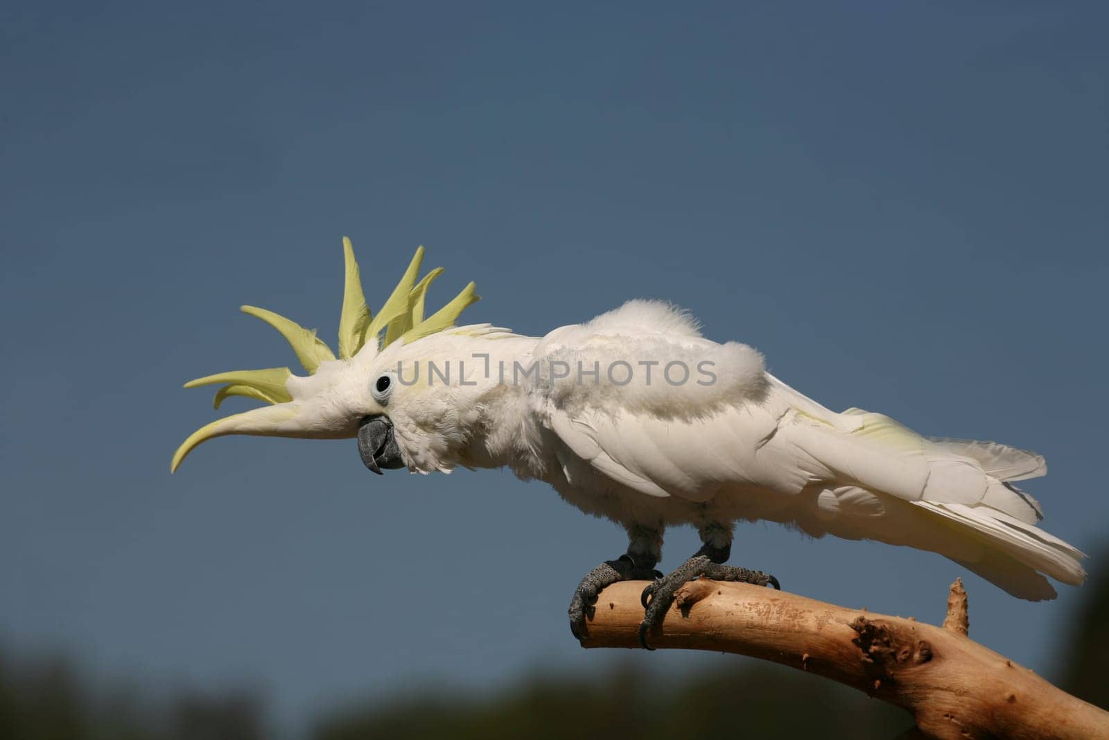Yellow-crested cockatoo