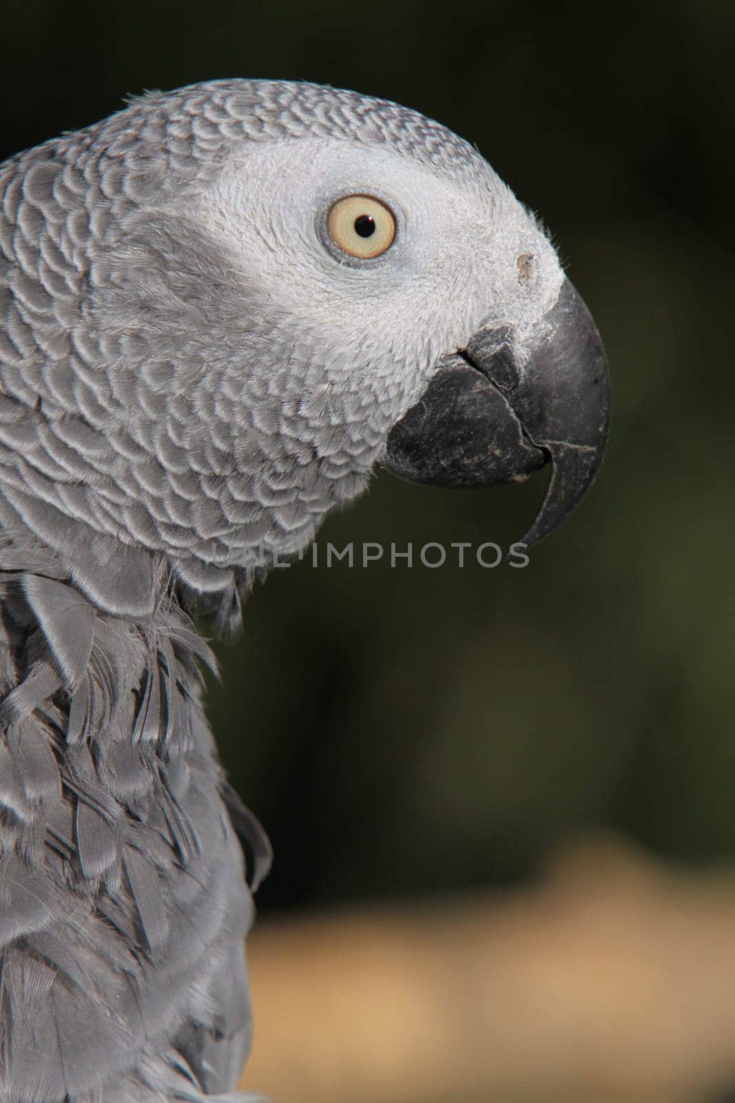 African grey parrot
