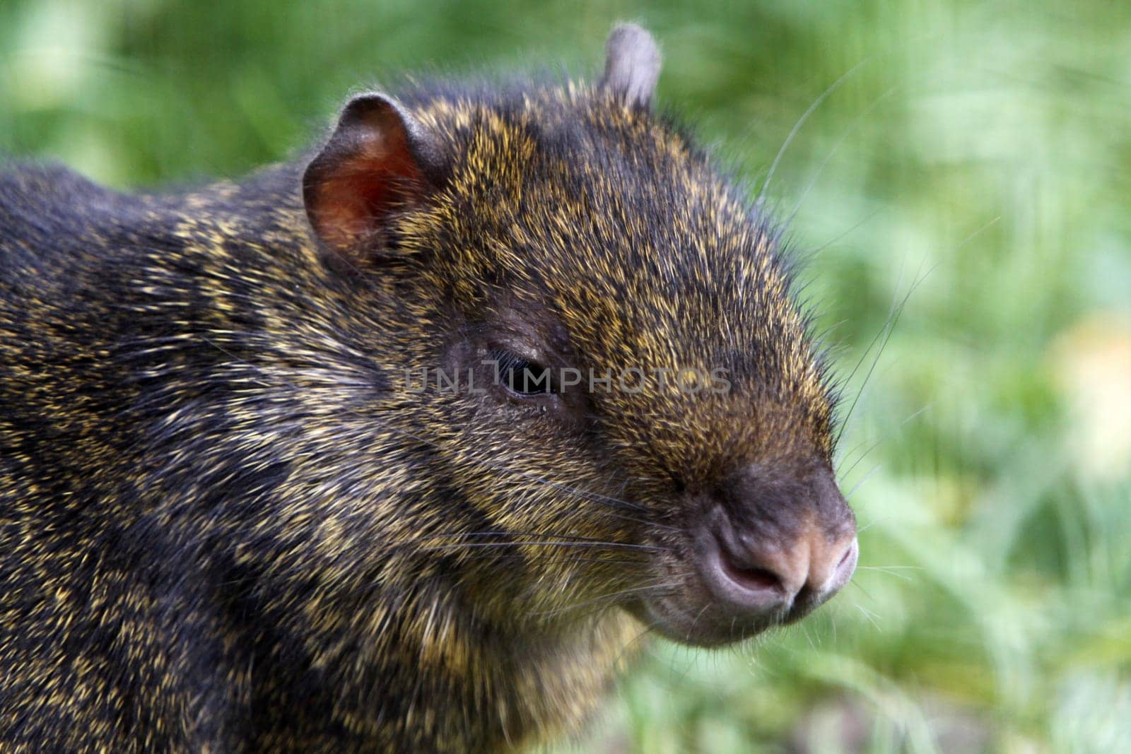 Goldaguti