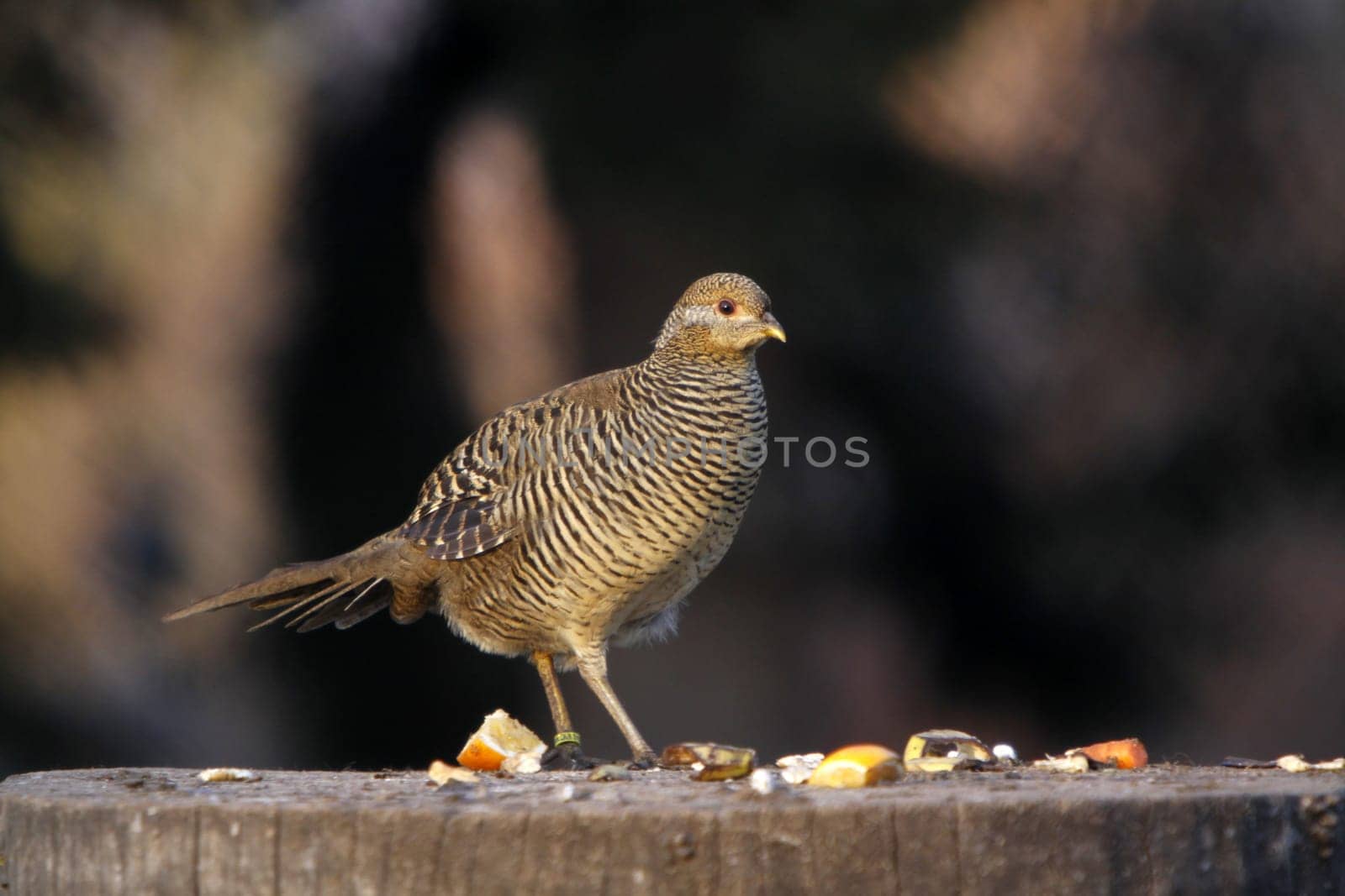 Golden Pheasant (Hen)