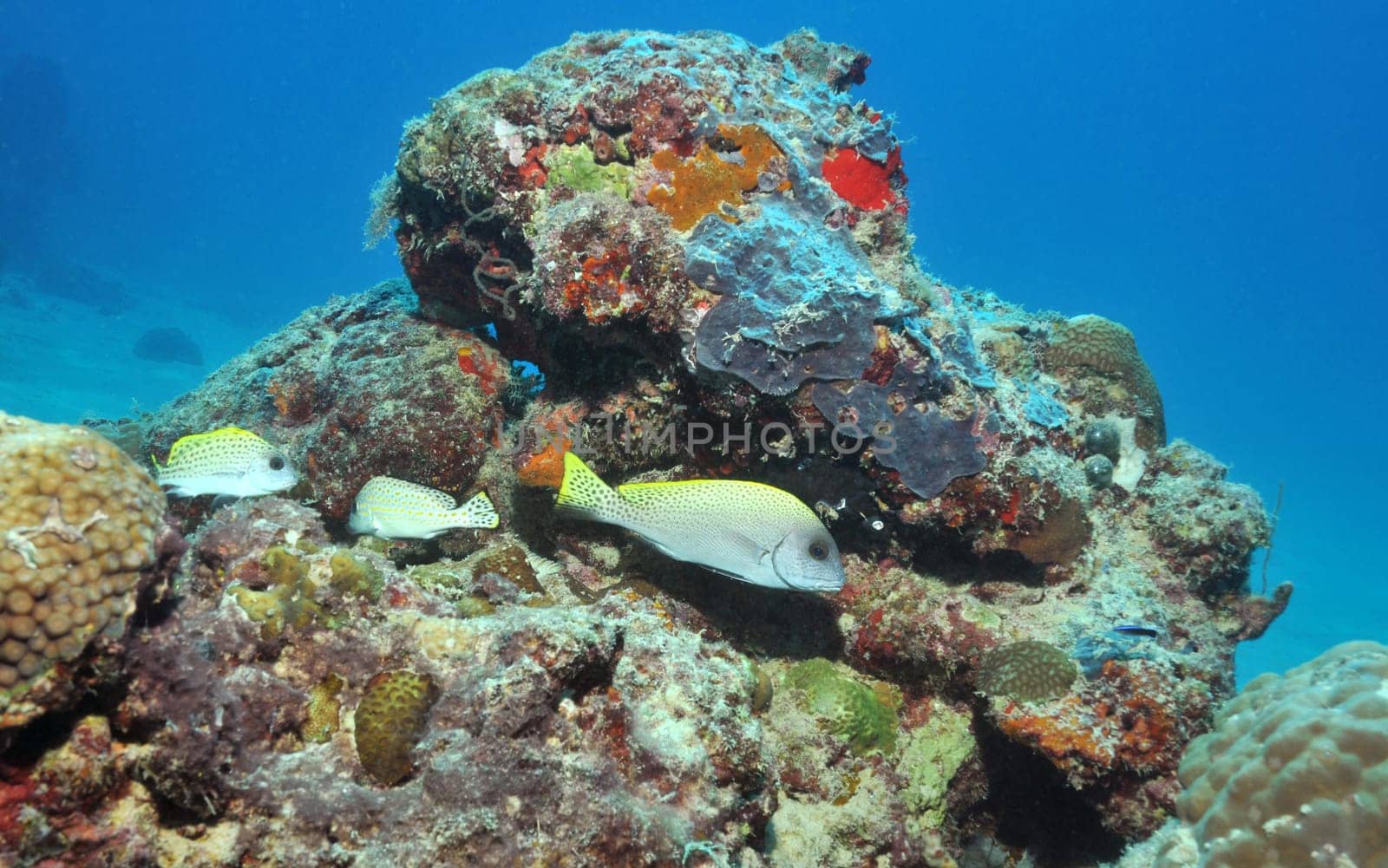 Black polka dots sweetlips in a Filipino reef